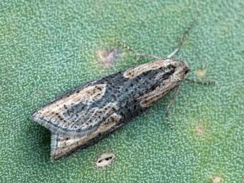 Doloploca punctulana D. & S. adulte - �Daniel Morel