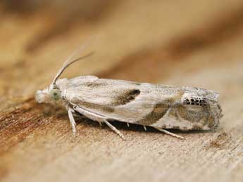 Eucosma pupillana Cl. adulte - �Lionel Taurand