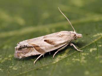 Eucosma pupillana Cl. adulte - �Lionel Taurand