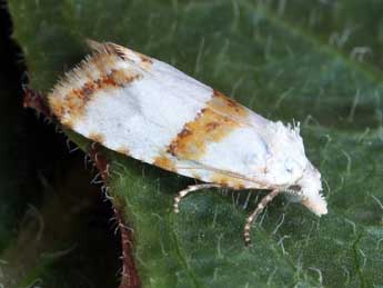 Phtheochroa purana Gn. adulte - �Daniel Morel