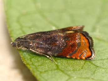 Pammene purpureana Const. adulte - �G�rard Labonne