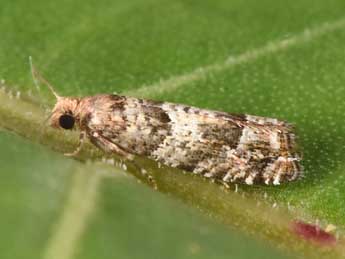 Epinotia pusillana H. Peyer. adulte - �Philippe Mothiron