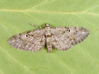Eupithecia pusillata D. & S. adulte - �Philippe Mothiron