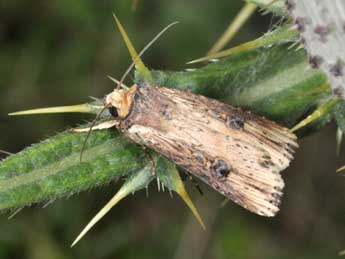 Axylia putris L. adulte - �Philippe Mothiron