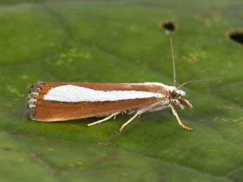 Catoptria pyramidellus Tr. adulte - �Philippe Mothiron