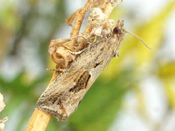 Endothenia quadrimaculana Hw. adulte - �Friedmar Graf