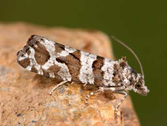 Lobesia quaggana Mn adulte - �G�rard Labonne