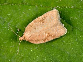 Acleris quercinana Z. adulte - �Philippe Mothiron