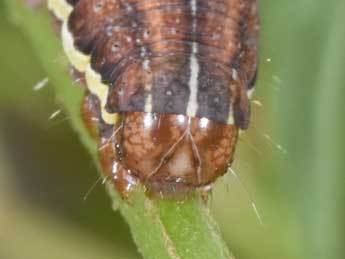  Chenille de Actinotia radiosa Esp. - �Philippe Mothiron