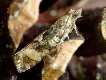 Zeiraphera ratzeburgiana Saxesen in Ratz. adulte - �Patrick Clement