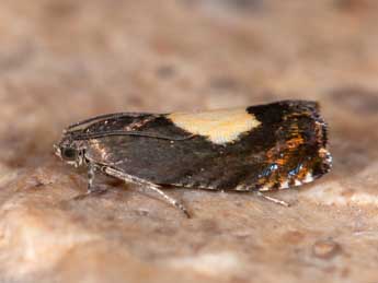 Pammene regiana Z. adulte - �Samuel Ducept