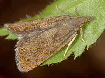 Dichrorampha rejectana Lah. adulte - �J�rg Schmid