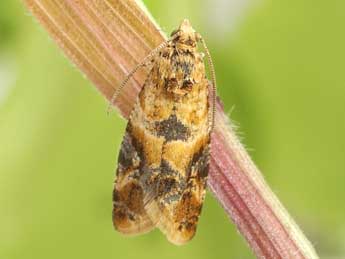 Lobesia reliquana Hb. adulte - �Friedmar Graf