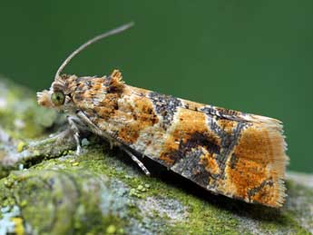 Lobesia reliquana Hb. adulte - �Patrick Clement