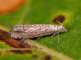 Selania resedana Obraztsov adulte - �Lionel Taurand