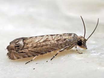 Selania resedana Obraztsov adulte - �Friedmar Graf