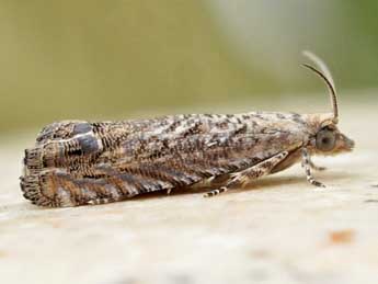 Selania resedana Obraztsov adulte - �Friedmar Graf