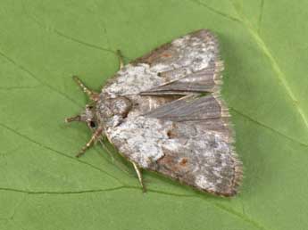 Nycteola revayana Scop. adulte - �Philippe Mothiron