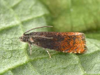 Pammene rhediella Cl. adulte - �Philippe Mothiron