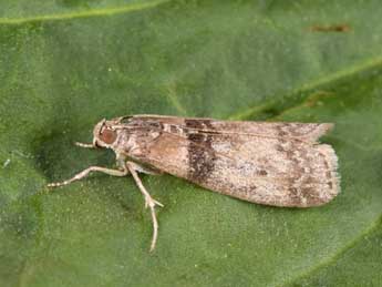 Sciota rhenella Zck. adulte - �Philippe Mothiron