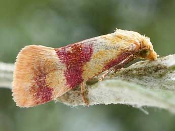 Diceratura rhodograpta Djakonov adulte - �Friedmar Graf