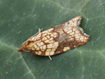 Acleris rhombana D. & S. adulte - �Lionel Taurand