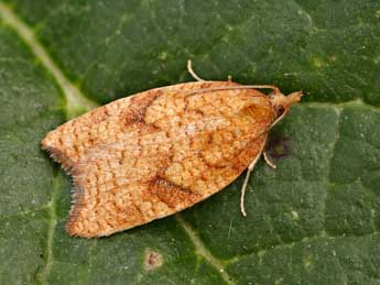 Acleris rhombana D. & S. adulte - �Lionel Taurand