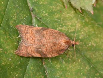 Acleris rhombana D. & S. adulte - �Philippe Mothiron