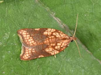 Acleris rhombana D. & S. adulte - �Philippe Mothiron