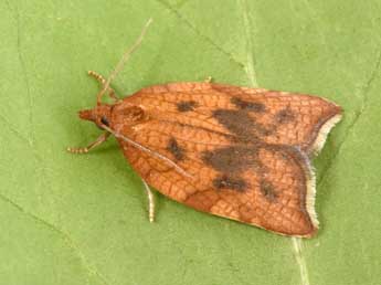 Acleris rhombana D. & S. adulte - �Philippe Mothiron