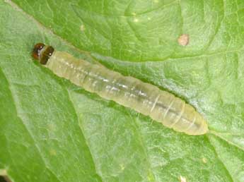  Chenille de Acleris rhombana D. & S. - �Philippe Mothiron