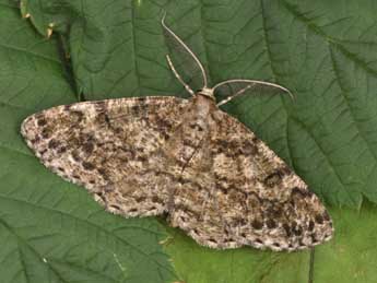 Deileptenia ribeata Cl. adulte - �Philippe Mothiron