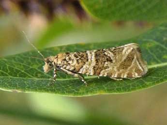 Celypha rivulana Scop. adulte - �Jean-Pierre Lamoline