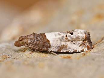 Notocelia roborana D. & S. adulte - �Lionel Taurand