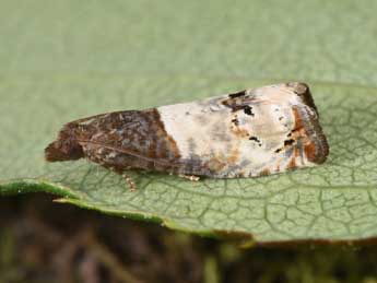 Notocelia roborana D. & S. adulte - �Philippe Mothiron