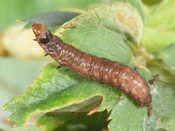  Chenille de Notocelia roborana D. & S. - �Philippe Mothiron