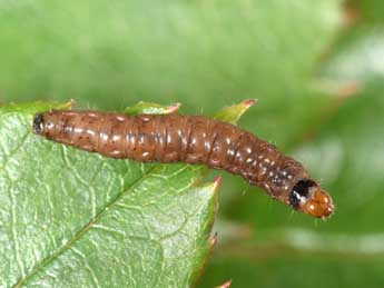  Chenille de Notocelia roborana D. & S. - �Philippe Mothiron