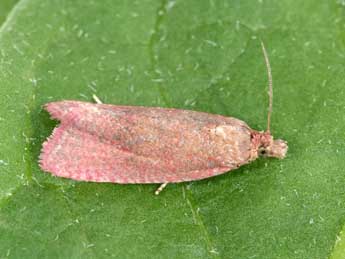 Celypha rosaceana Schl�ger adulte - �Philippe Mothiron