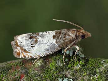 Notocelia rosaecolana Dbld. adulte - �Patrick Clement