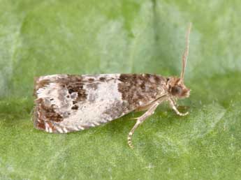 Notocelia rosaecolana Dbld. adulte - �Philippe Mothiron