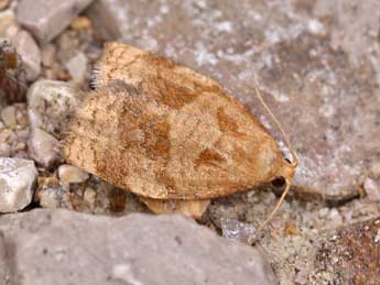 Archips rosana L. adulte - �Lionel Taurand