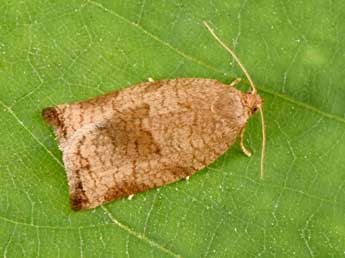 Archips rosana L. adulte - �Philippe Mothiron