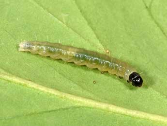  Chenille de Archips rosana L. - �Philippe Mothiron