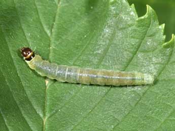  Chenille de Archips rosana L. - �Philippe Mothiron