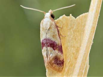 Diceratura roseofasciana Mn adulte - �Friedmar Graf