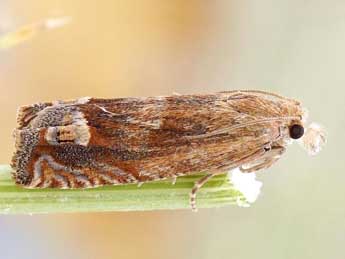 Eucosma rubescana Const. adulte - �Friedmar Graf