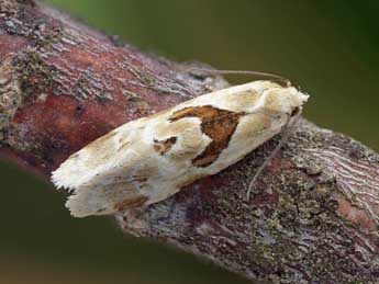 Aethes rubigana Tr. adulte - �Patrick Clement