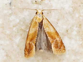 Gynnidomorpha rubricana H. Peyer. adulte - �Friedmar Graf