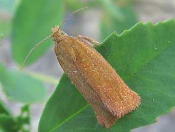 Celypha rufana Scop. adulte - �Friedmar Graf