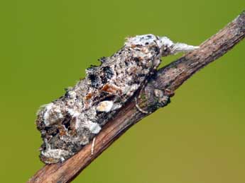 Phtheochroa rugosana Hb. adulte - �Patrick Clement